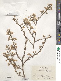 Prunus spachiana image