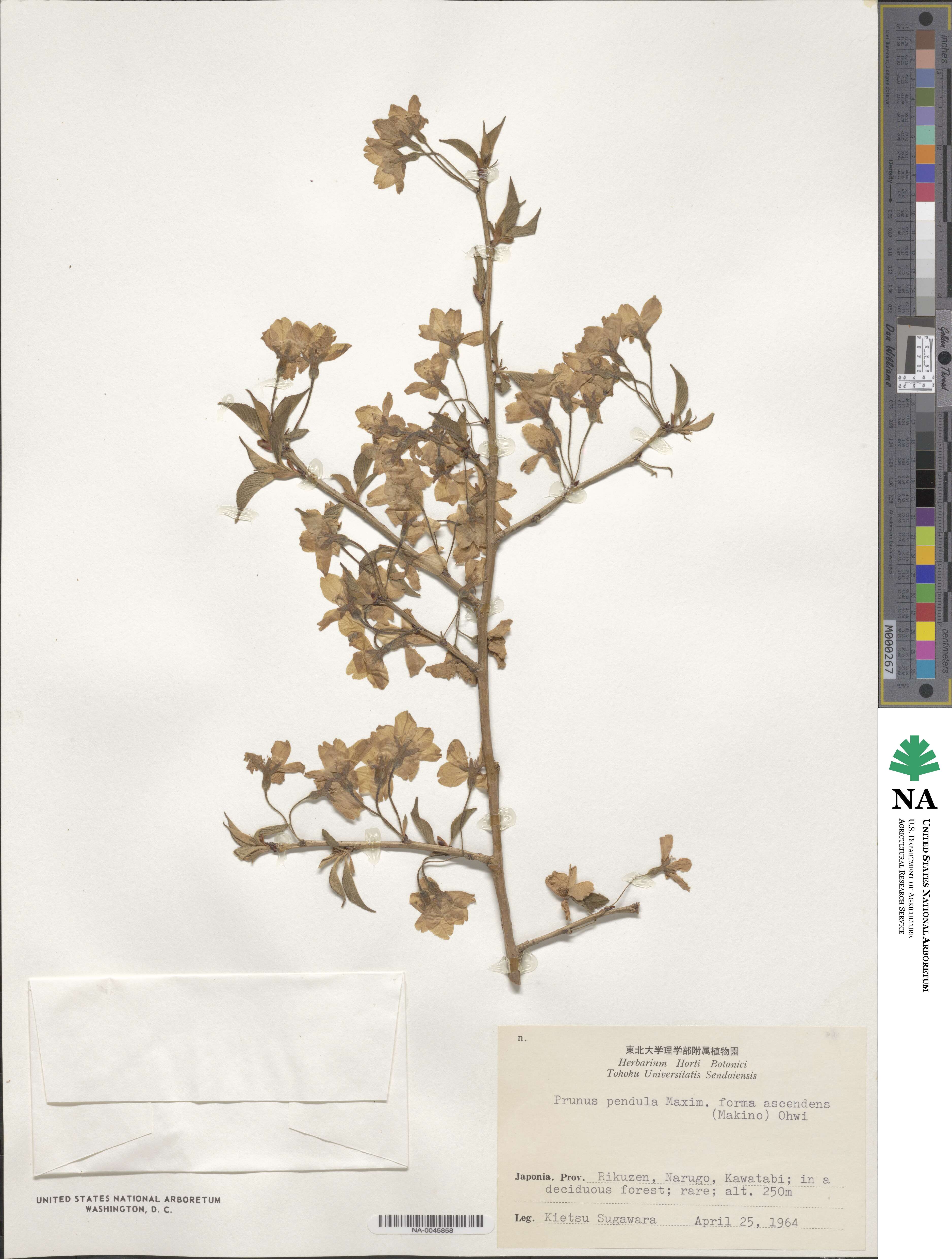 Prunus spachiana f. ascendens image