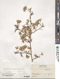 Prunus spachiana image