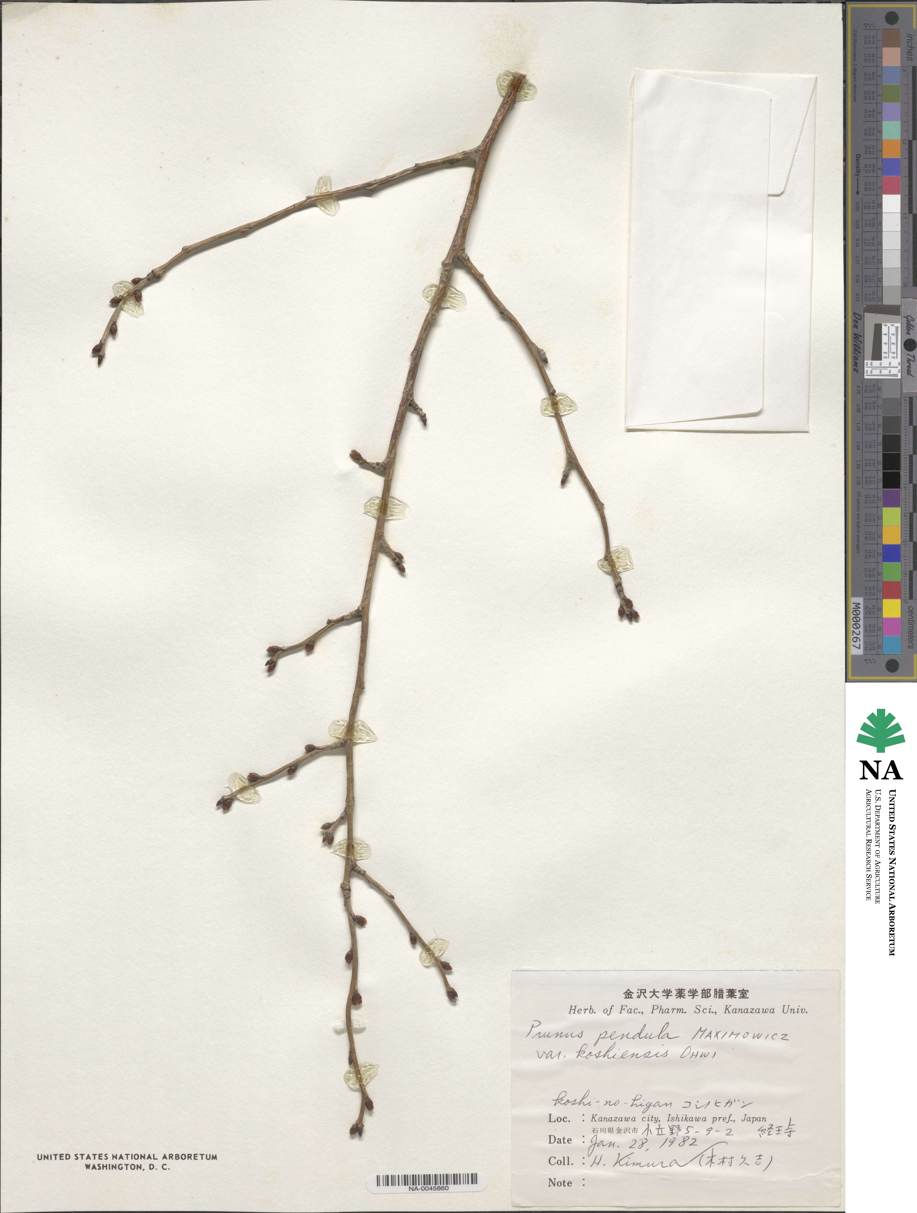 Prunus spachiana var. koshiensis image