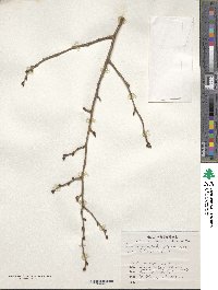 Prunus spachiana image