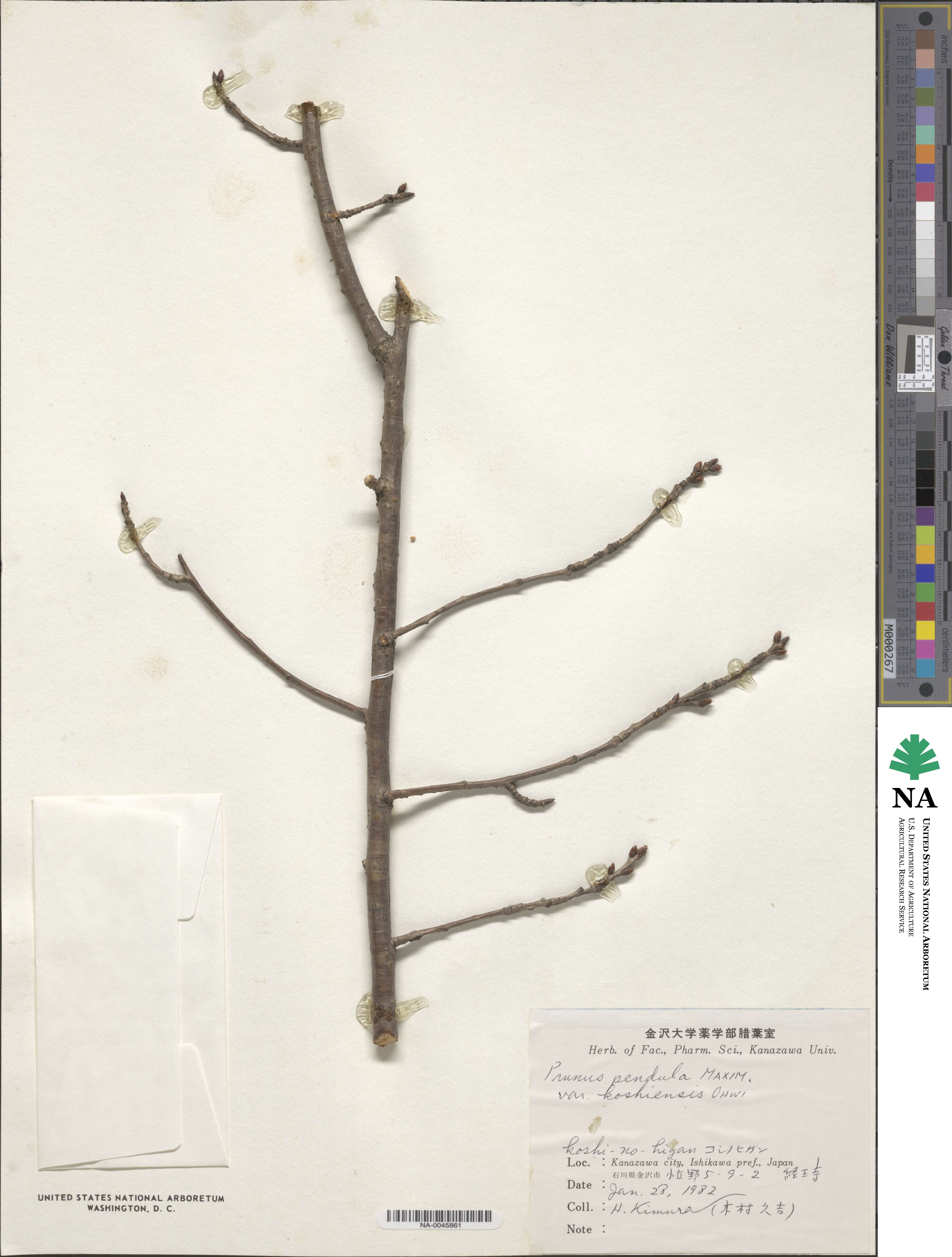 Prunus spachiana image
