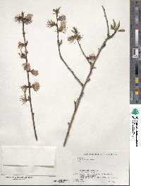 Prunus persica image