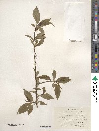 Prunus persica image