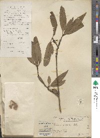 Prunus persica image