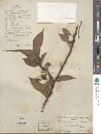 Prunus persica image