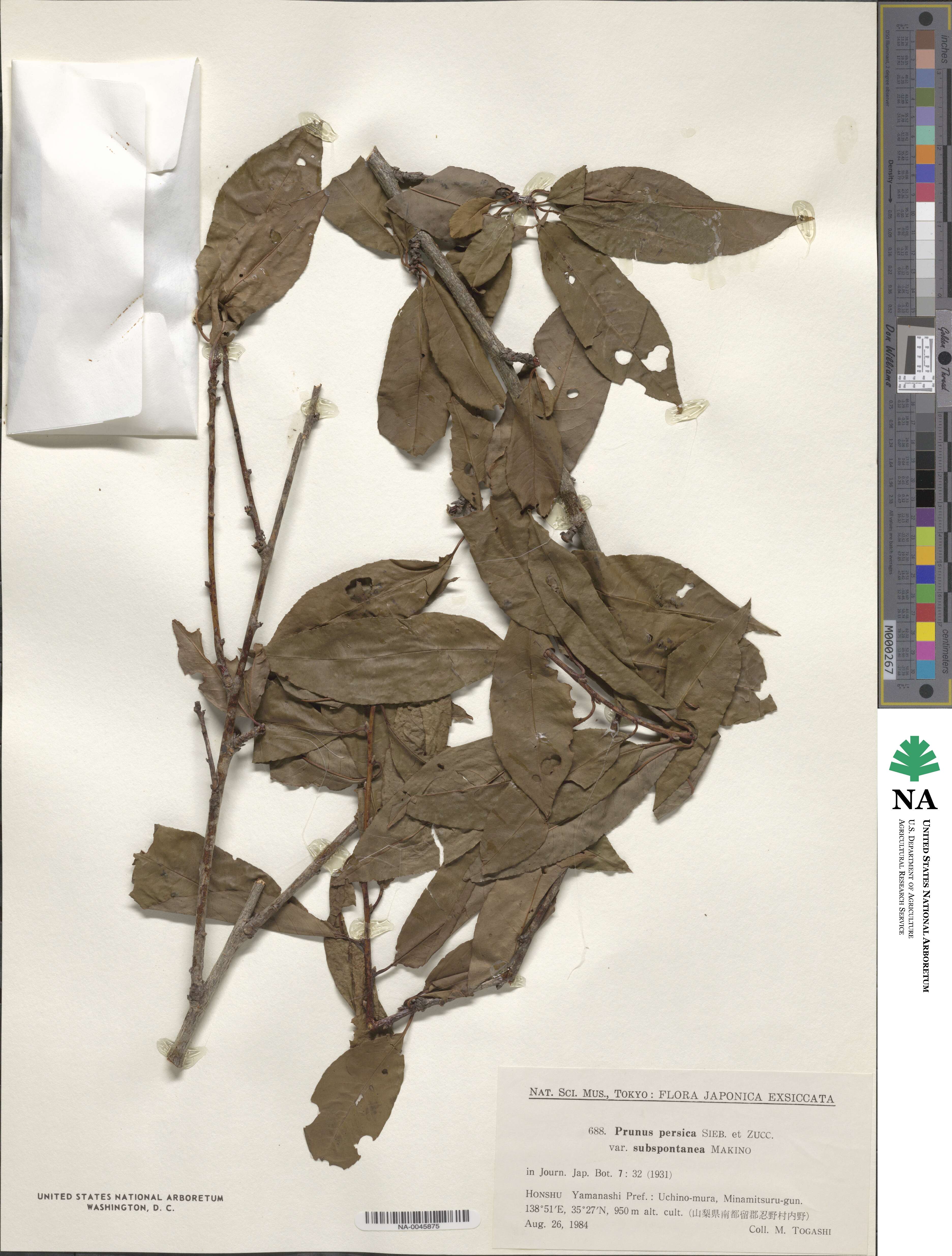 Prunus persica image