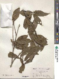 Prunus persica image