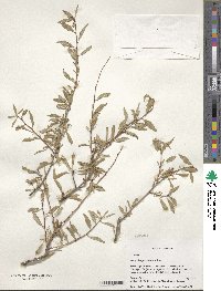 Prunus petunnikowii image