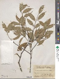 Prunus phaeosticta image