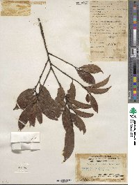 Prunus phaeosticta image