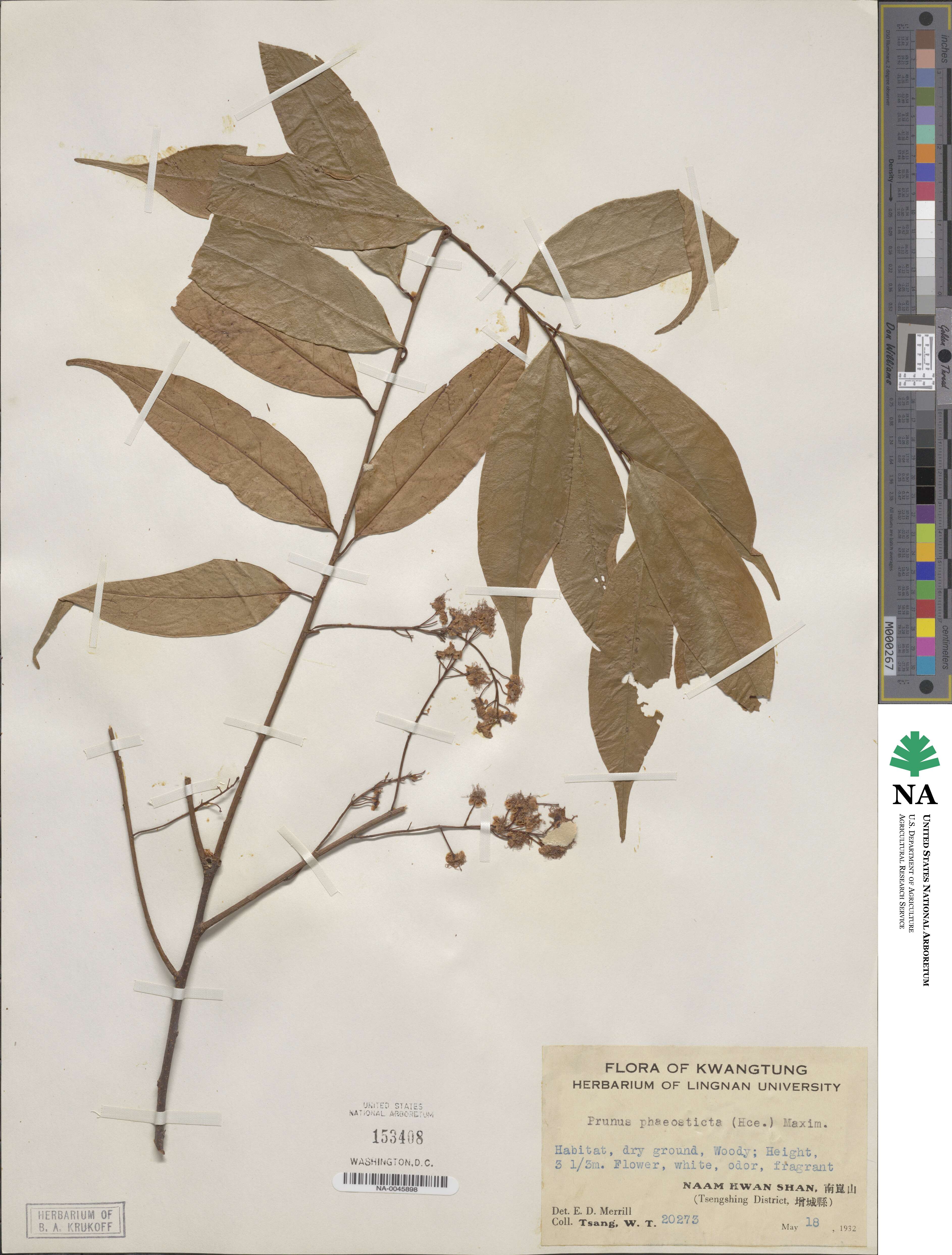 Prunus phaeosticta image