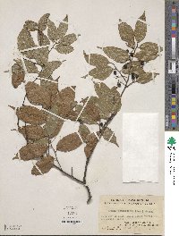Prunus phaeosticta image