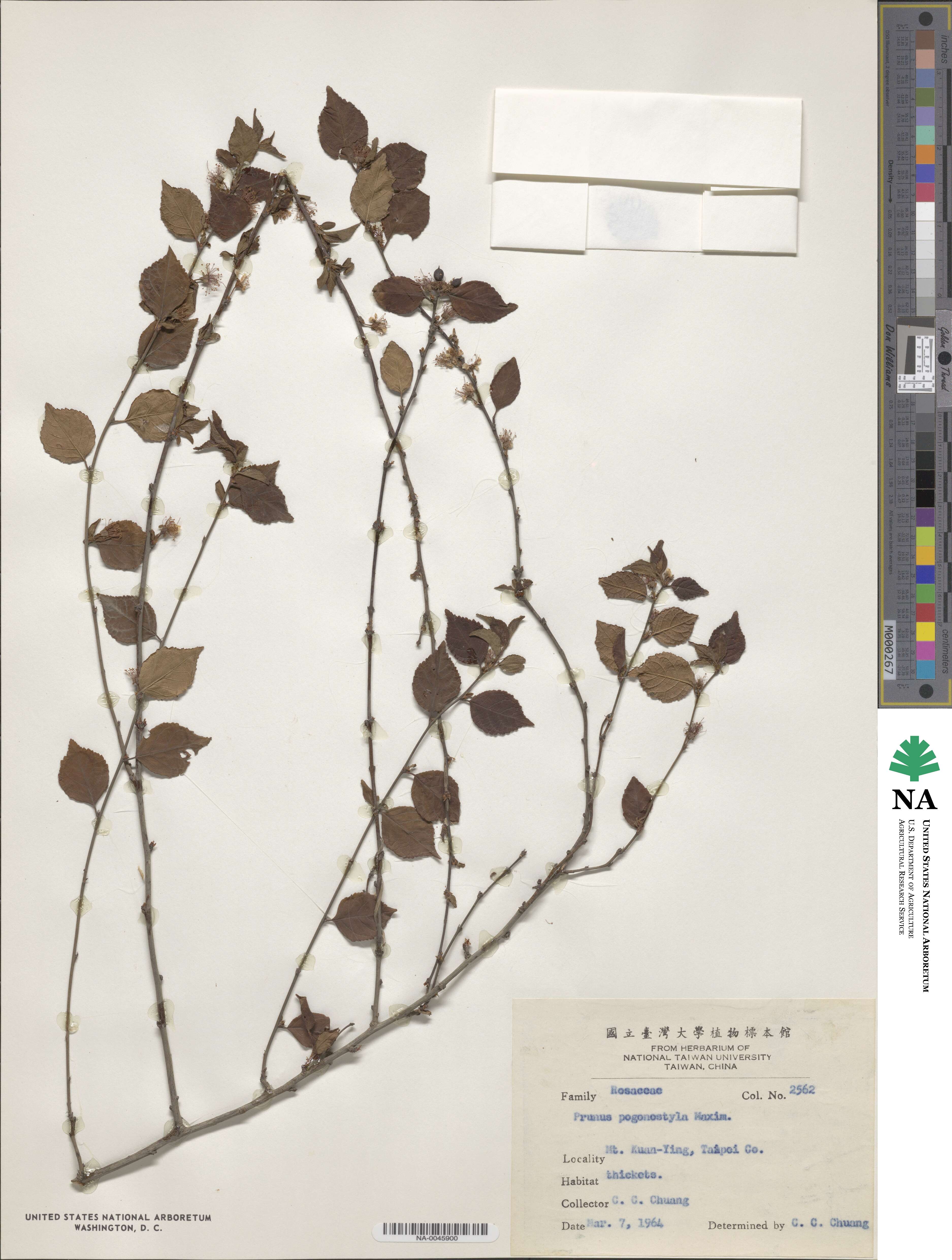 Prunus pogonostyla image