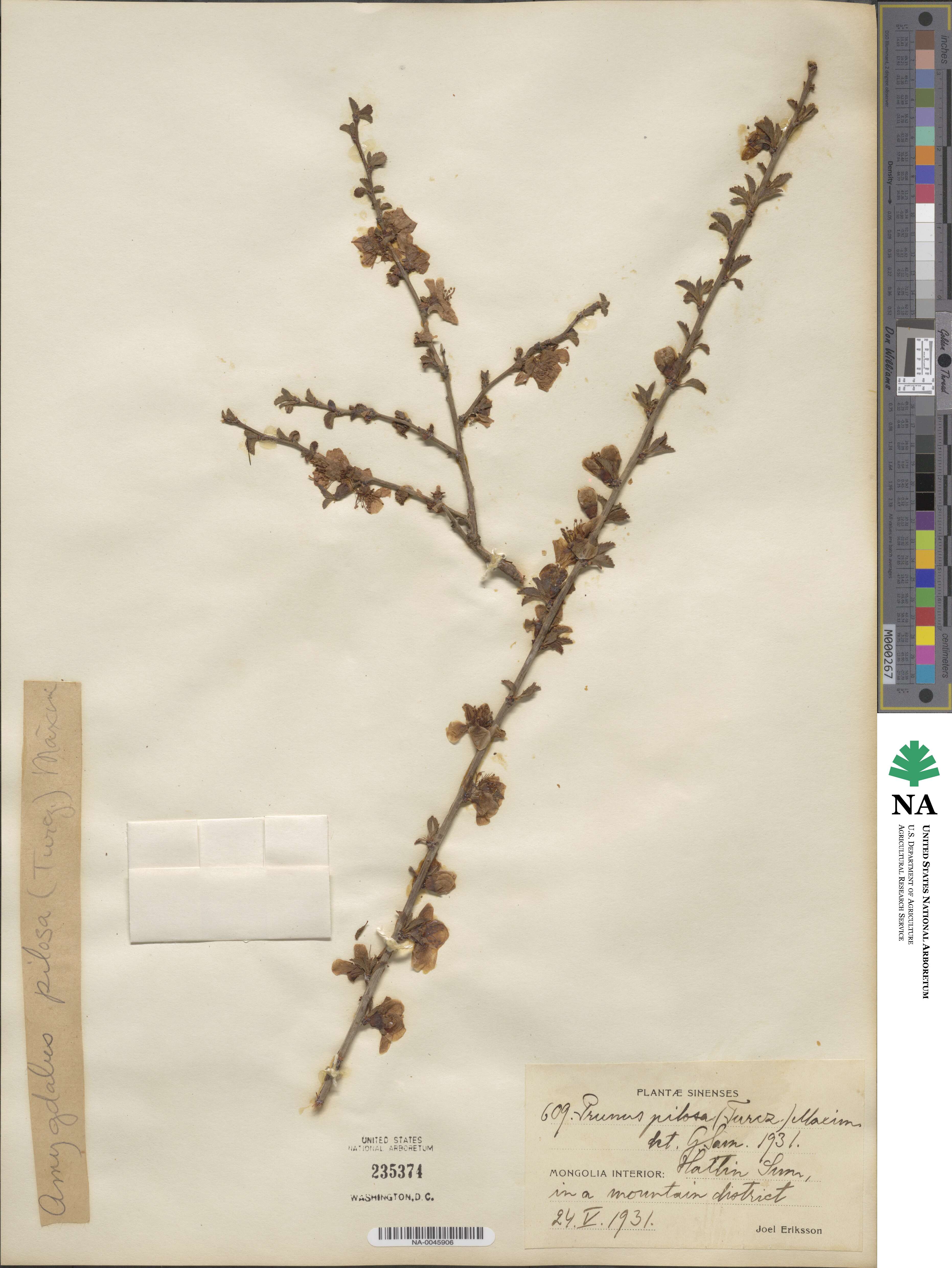 Prunus prostrata image