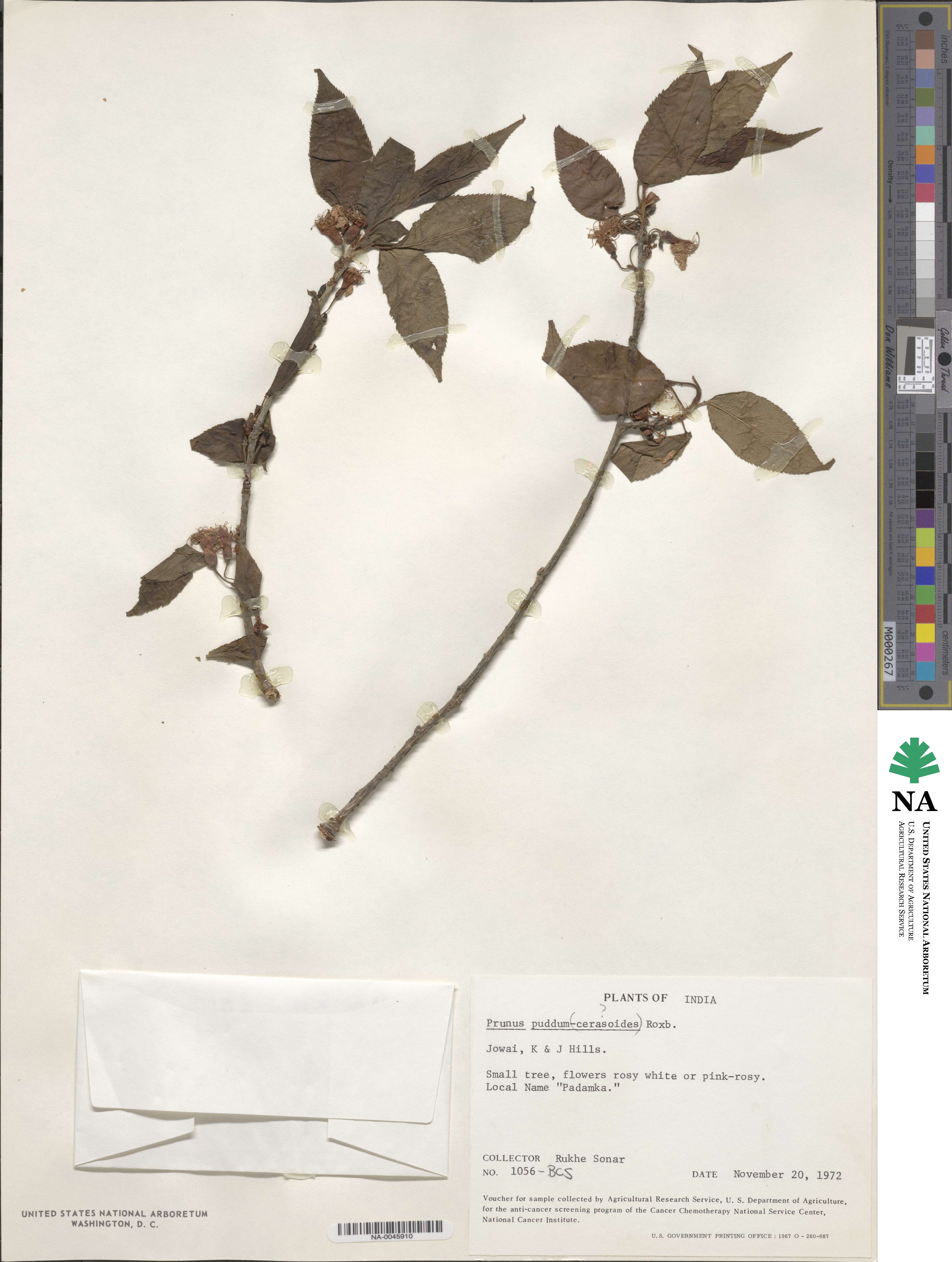 Prunus puddum image