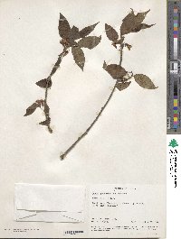 Prunus puddum image