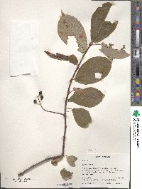 Prunus racemosa image