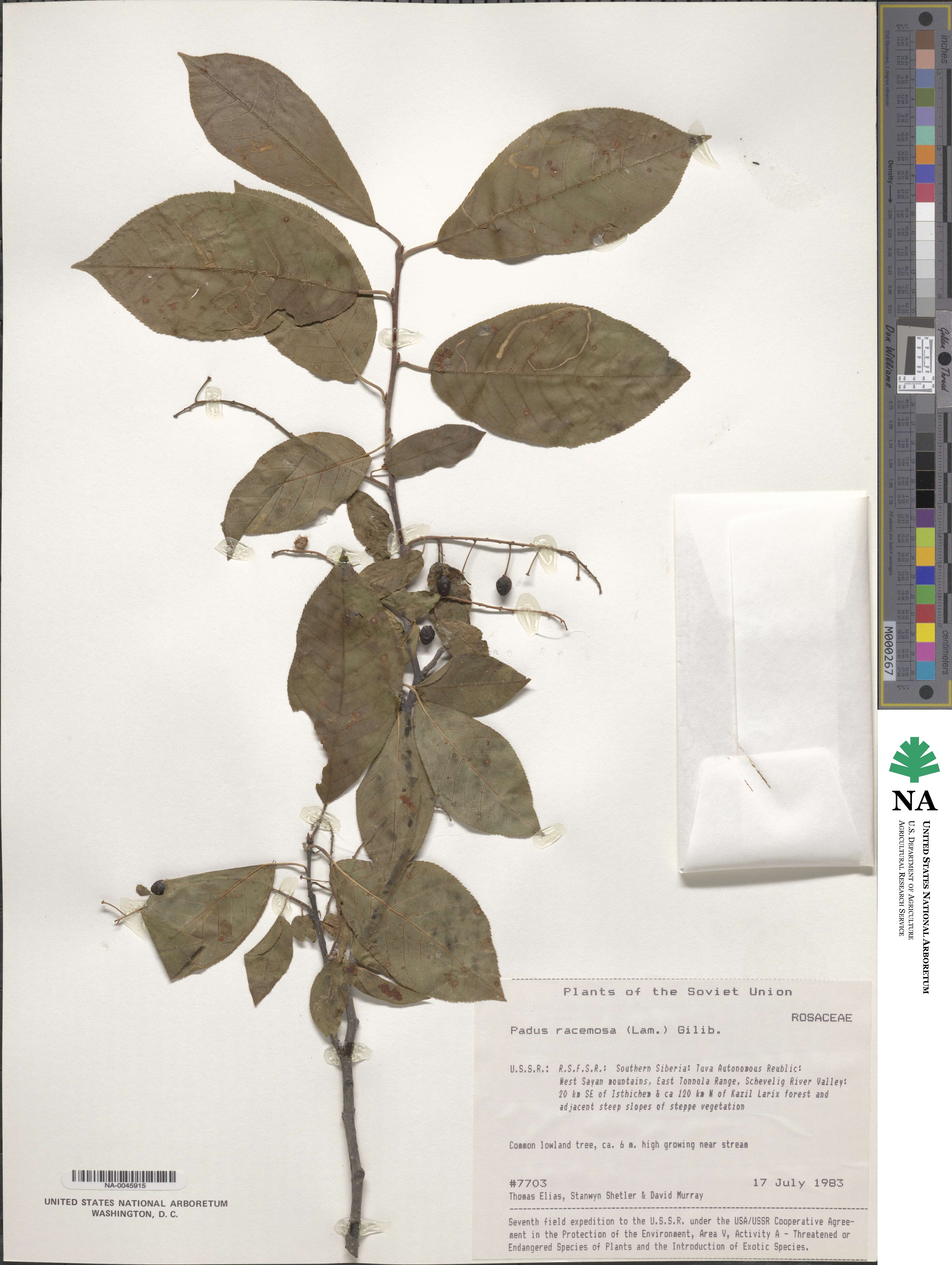 Prunus racemosa image