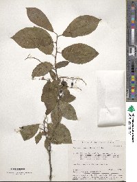 Prunus racemosa image