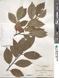 Prunus racemosa image