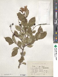 Prunus racemosa image