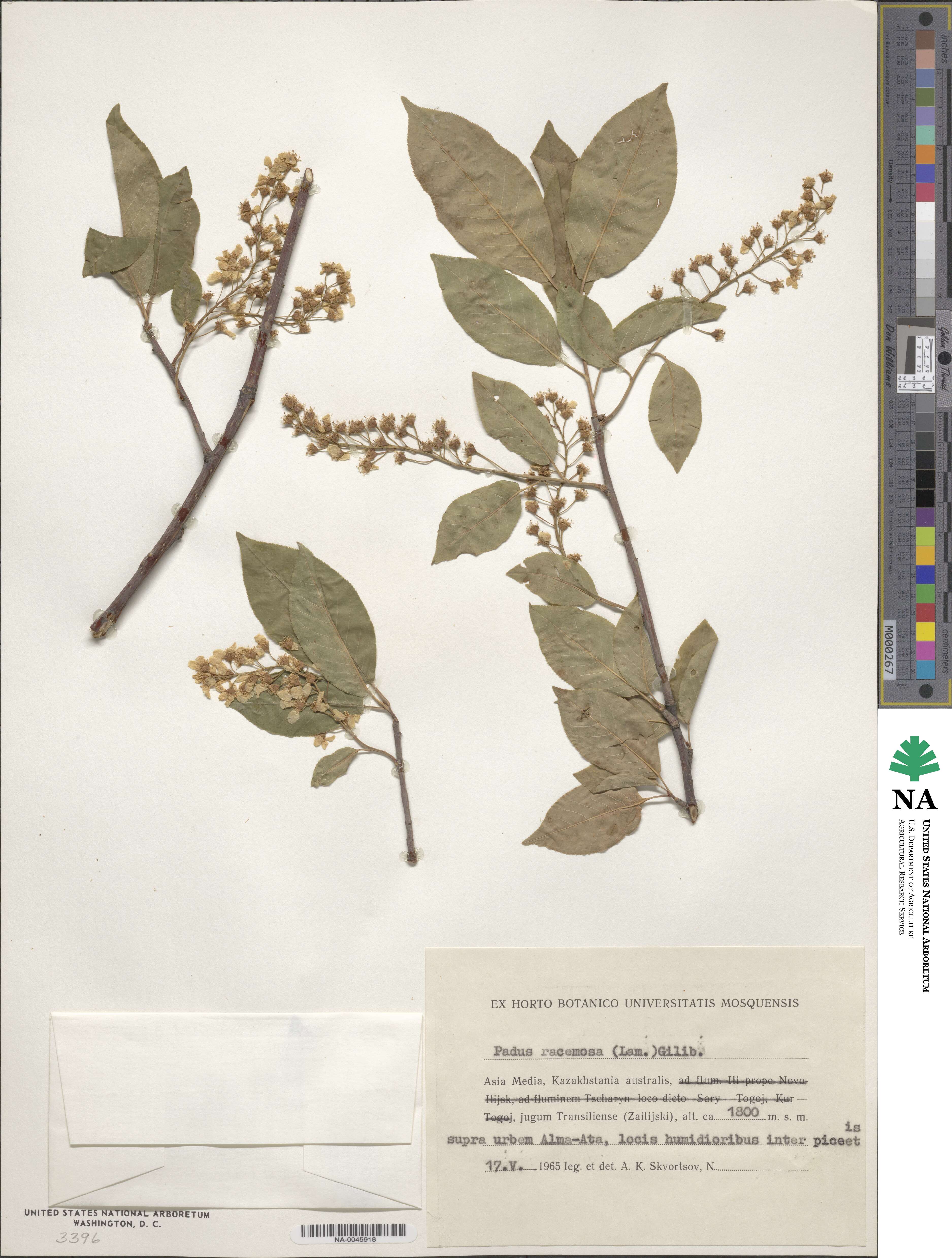 Prunus racemosa image