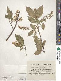 Prunus racemosa image