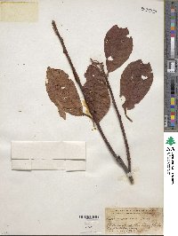 Prunus racemosa image