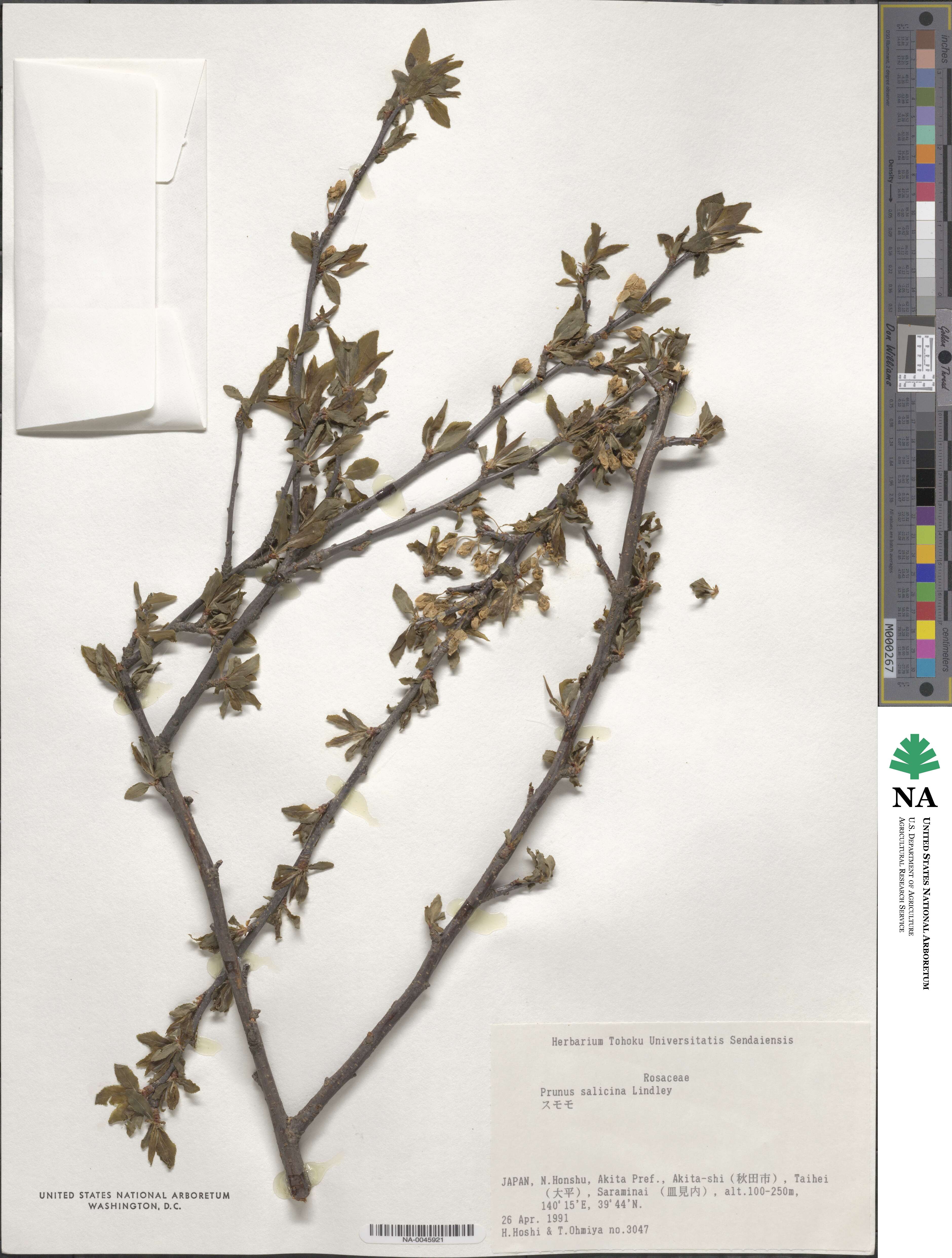 Prunus salicina image