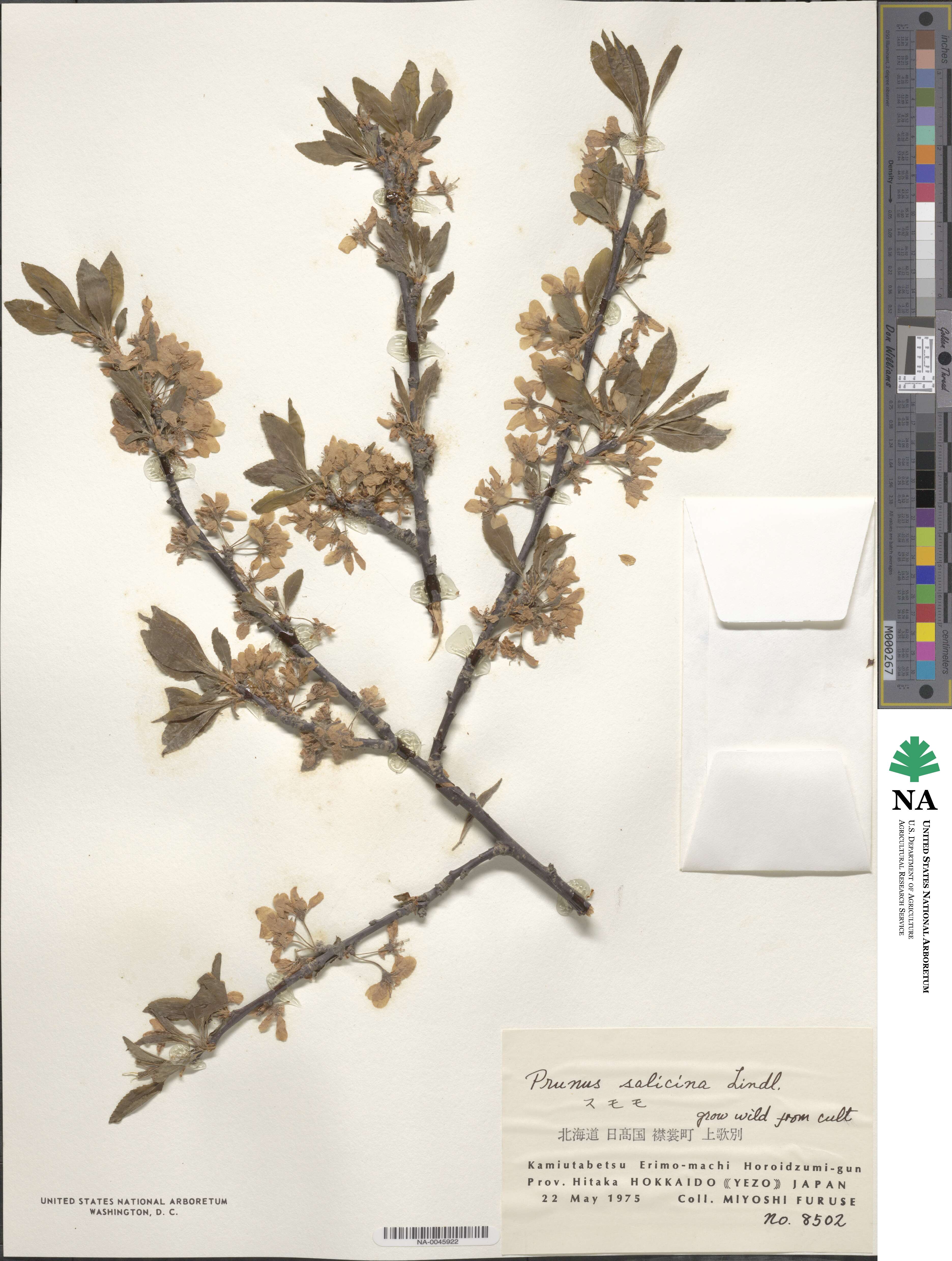 Prunus salicina image