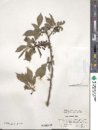 Prunus salicina image