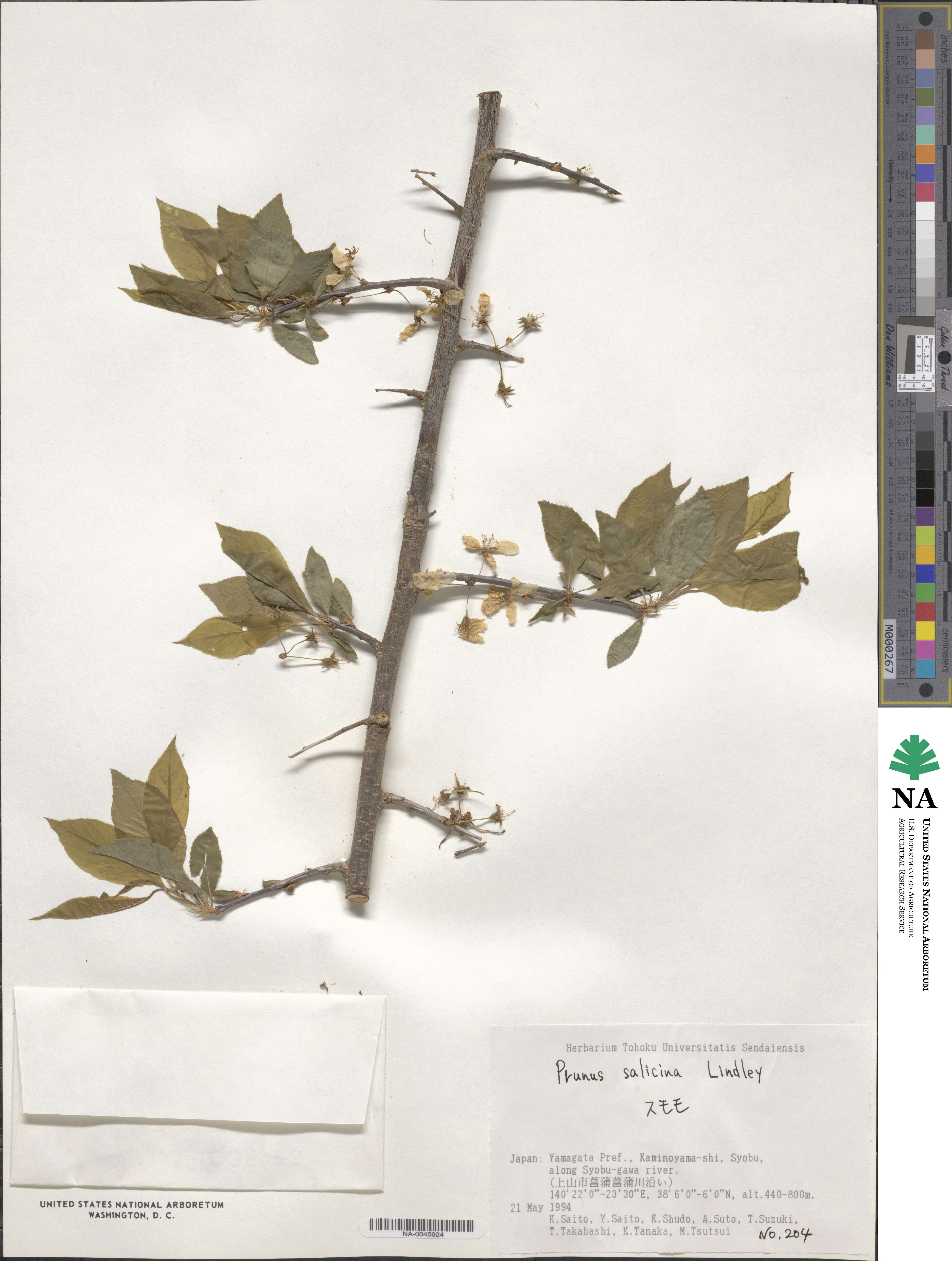 Prunus salicina image