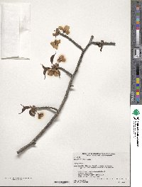 Prunus sargentii image