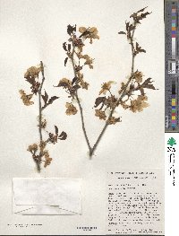 Prunus sargentii image