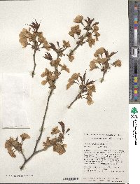 Prunus sargentii image