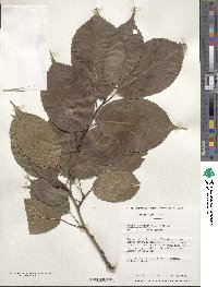 Prunus sargentii image