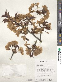 Prunus sargentii image