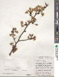 Prunus sargentii image