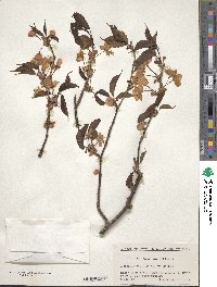 Prunus sargentii image