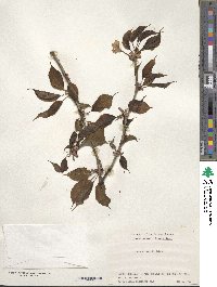 Prunus sargentii image