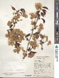 Prunus sargentii image