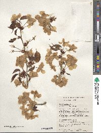 Prunus sargentii image