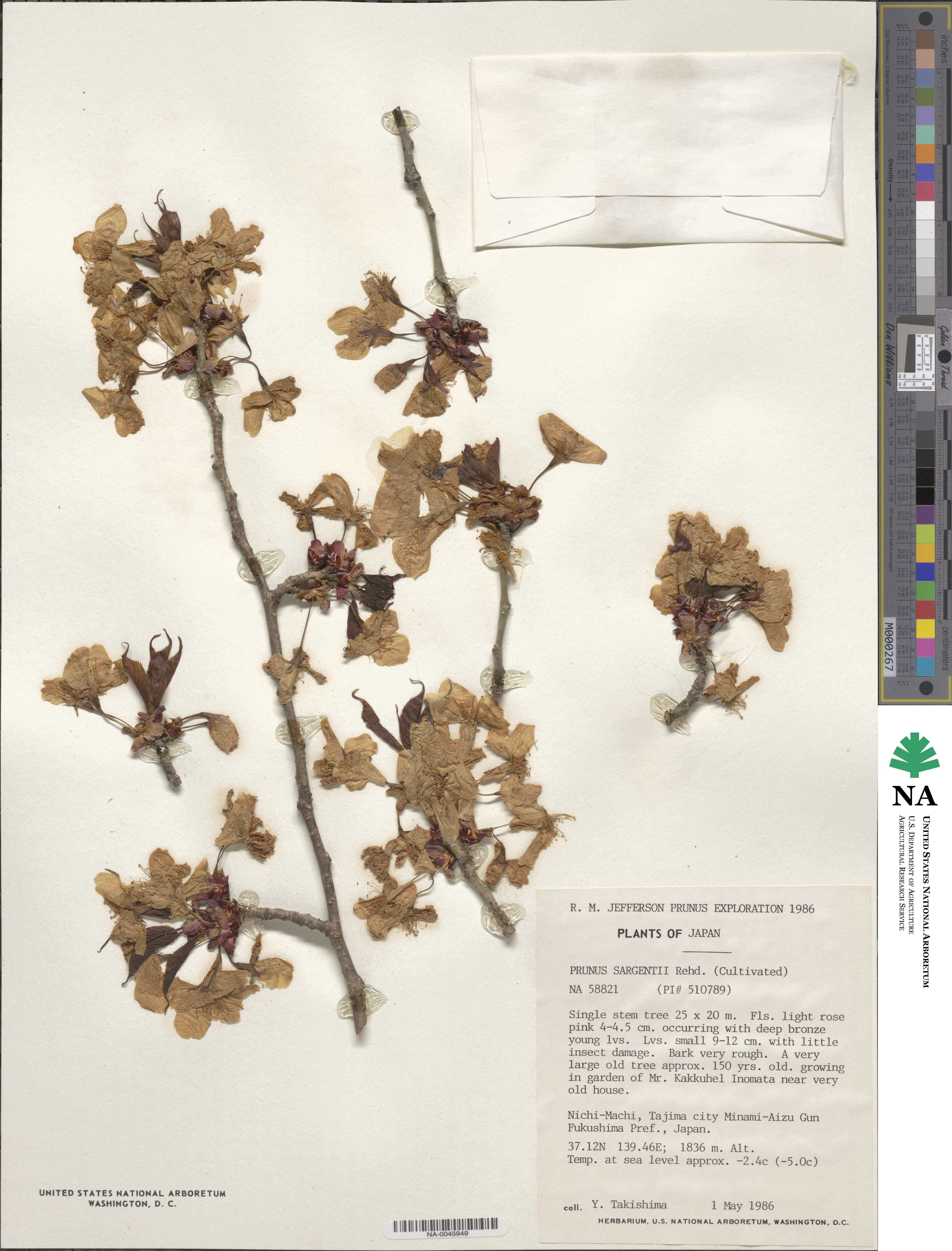 Prunus sargentii image