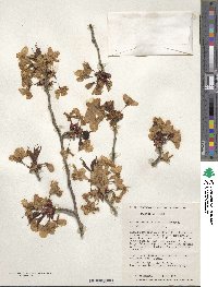 Prunus sargentii image