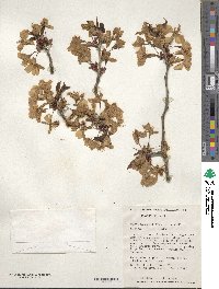 Prunus sargentii image