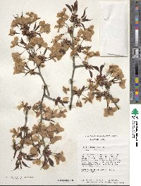 Prunus sargentii image