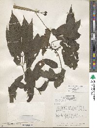 Solanum mite image