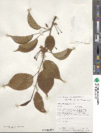 Prunus sargentii image