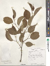 Prunus sargentii image